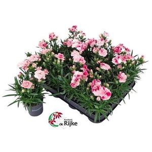 Dianthus 'Sprint Pink & Proud'