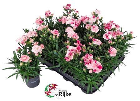 <h4>Dianthus 'Sprint Pink & Proud'</h4>