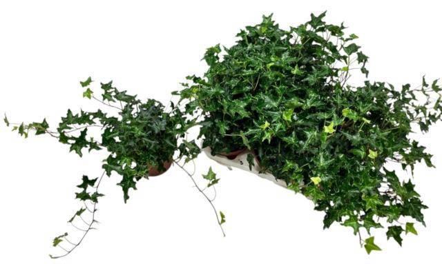 <h4>HED HE IVALACE</h4>