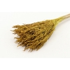 Bunch Umbrella Sedge 60g  Slv L45