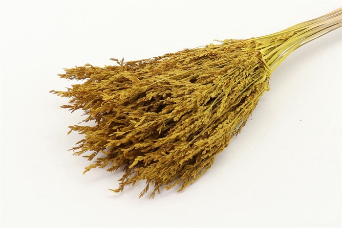 <h4>Bunch Umbrella Sedge 60g  Slv L45</h4>