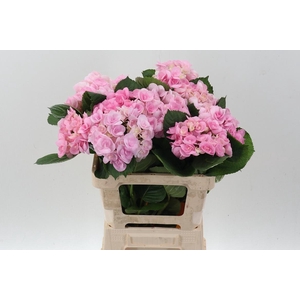 Hydr M Beau Papil Rz