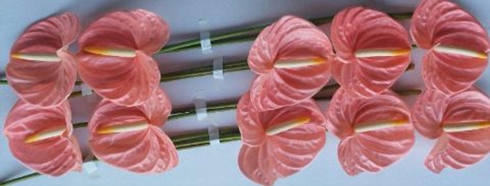 <h4>Anthurium andr. 'Farao'</h4>