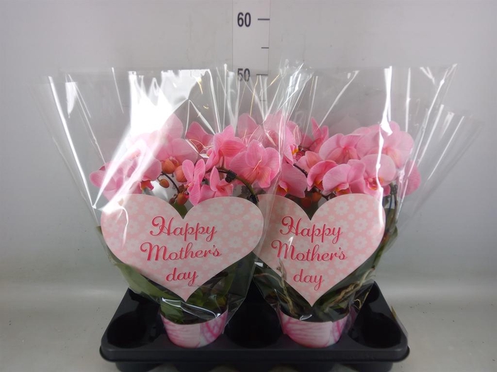 <h4>Phalaenopsis   ...</h4>