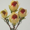Leucadendron Pom-Pom Red