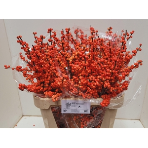 ILEX VE OUDIJ ORANGE