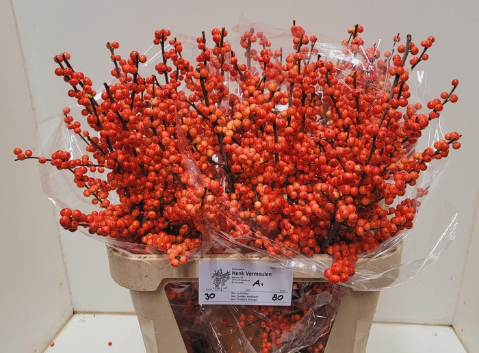 <h4>ILEX VE OUDIJ ORANGE</h4>