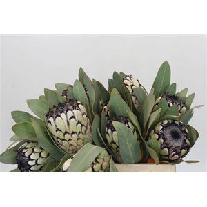 Protea Barbigera Snow Leopard