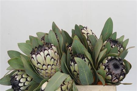<h4>Protea Barbigera Snow Leopard</h4>