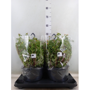 Portulaca   ...mix in pot