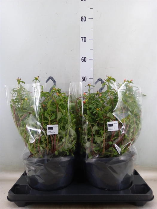 <h4>Portulaca   ...mix in pot</h4>