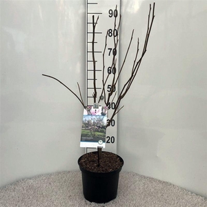 Magnolia soulangeana pink