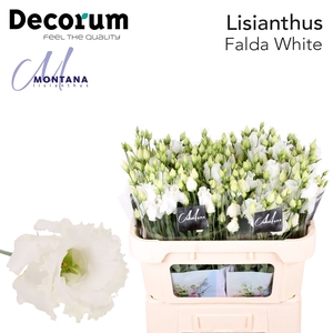 Lisianthus Falda white 70cm