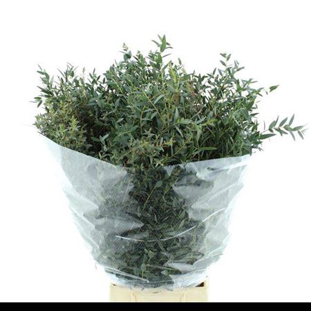 <h4>Euc Parvifolia P Bs</h4>