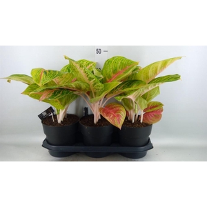 Aglaonema   ...