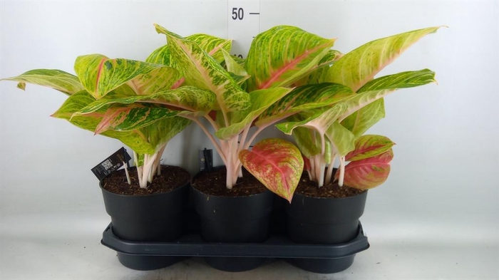 <h4>Aglaonema   ...</h4>