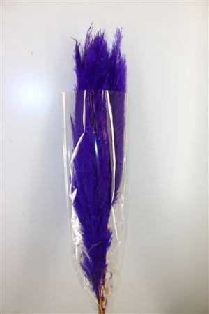 Dried Cortaderia Dadang Lilac 110cm