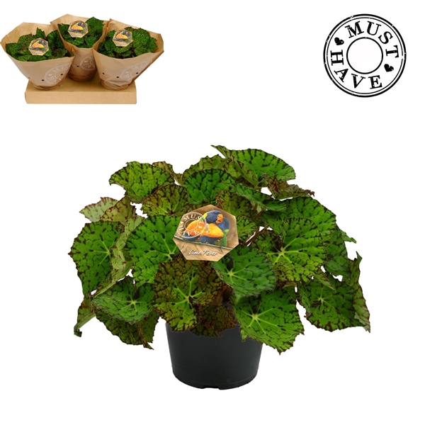 <h4>Bladbegonia Rex 17 Lime Fever Must Have</h4>