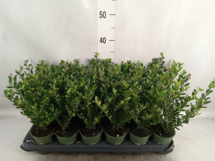 <h4>Ilex crenata 'Jenny'</h4>