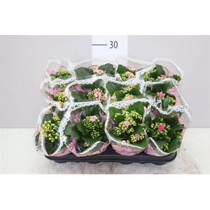 Kalanchoe Calandiva Mix Special