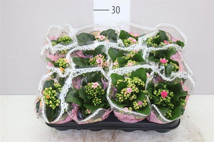 <h4>Kalanchoe Calandiva Mix Special</h4>