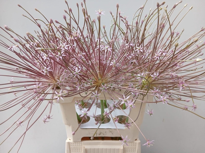 ALLIUM SCHUBERTII