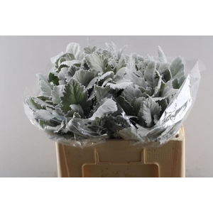 Deco Gr Senecio New Look