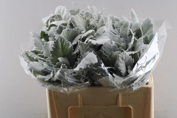 <h4>Deco Gr Senecio New Look</h4>