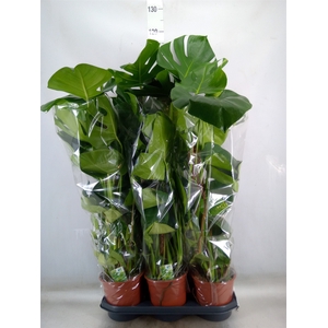Monstera delic.