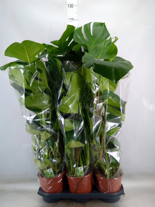 <h4>Monstera delic.</h4>