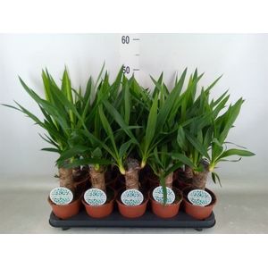 Yucca   ...