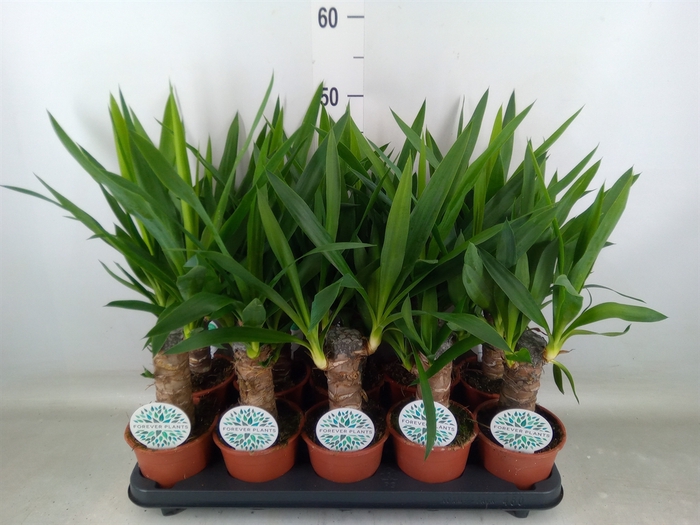 <h4>Yucca   ...</h4>