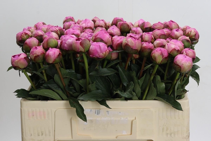 <h4>Paeonia Alex Dumas</h4>