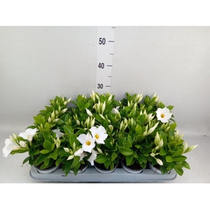 Mandevilla sand. 'Rio White'