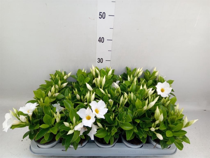 <h4>Mandevilla sand. 'Rio White'</h4>