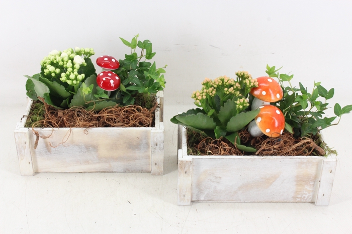 arr2 PL - Hout rechth. wit x4 - oranje/wit