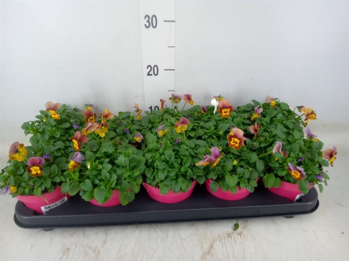 <h4>Viola corn. 'Evo Mini MM Vegas'</h4>