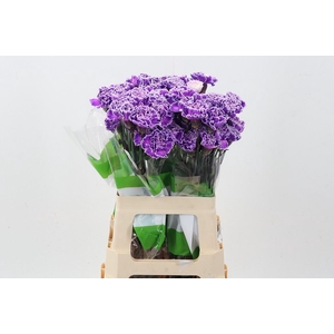 Di St Tinted Milka