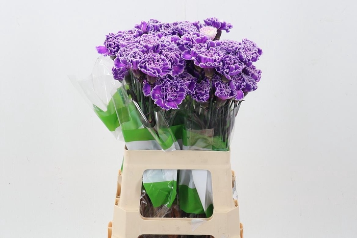 <h4>Di St Tinted Milka</h4>