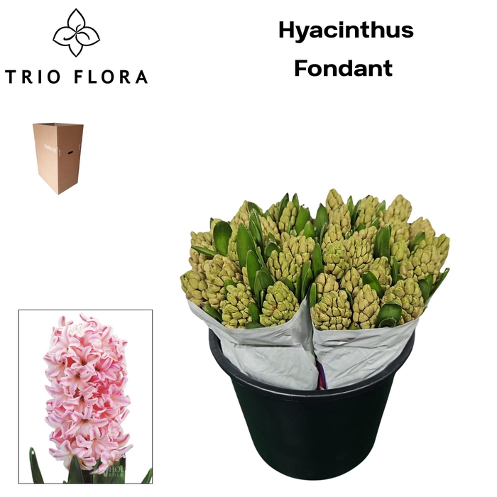 <h4>HYAC FONDANT Aqua Box 50</h4>