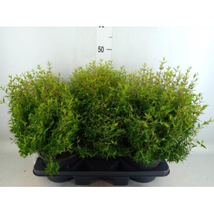 Myrtus communis