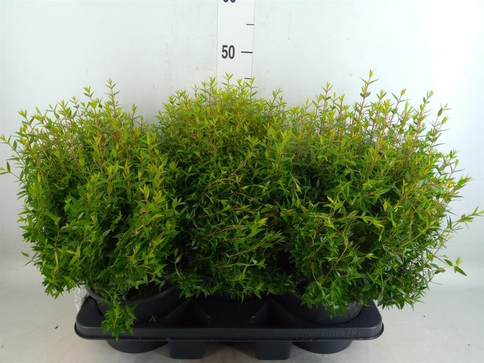 <h4>Myrtus communis</h4>