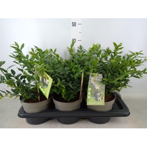 Sarcococca confusa