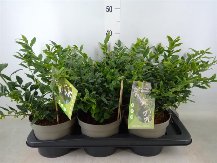 <h4>Sarcococca confusa</h4>