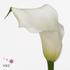 Calla Mirage