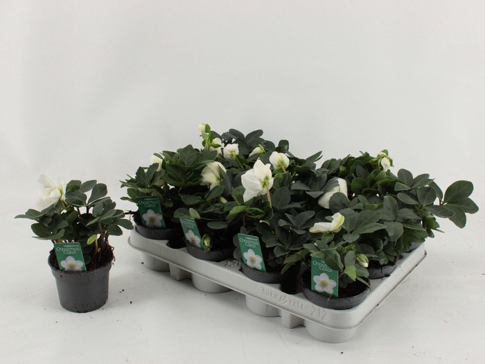 <h4>HELL NI CHR CAROL</h4>