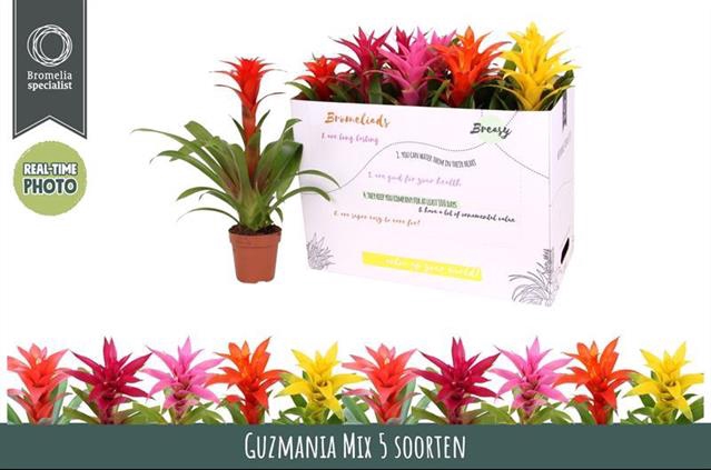 Guzmania mix 12Ø 45cm