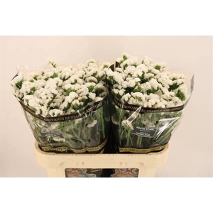 LIM S WH STARL WINGS