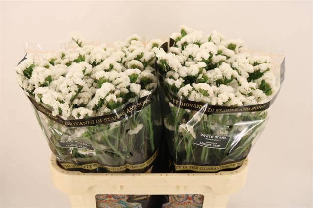 <h4>LIM S WH STARL WINGS</h4>