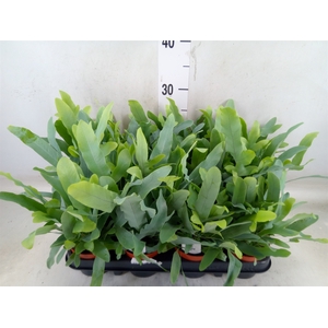 Phlebodium aureum 'Blue Star'